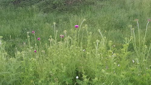 Pink flowering plants on field