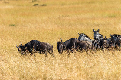 High angle view of wildebeests and zebras on field