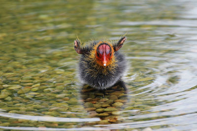High angle view of duck in lake