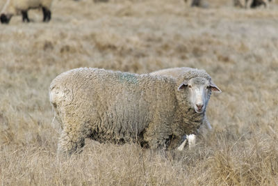 Sheep standing in a field