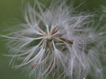 Close-up of flower against blurred background