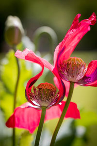 Close-up of pink flower blooming outdoors