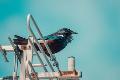 Low angle view of bird perching on metal against blue sky