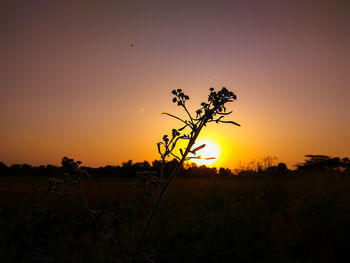 Silhouette plant on field against sky during sunset