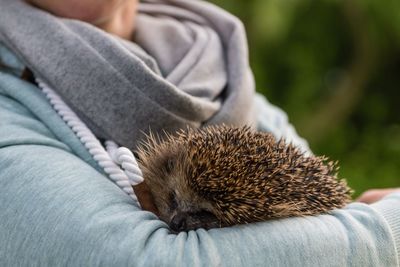 Close-up hedgehog 