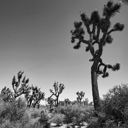 Trees on landscape against clear sky