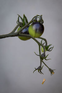 Close-up of plant