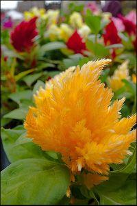 Close-up of yellow flower