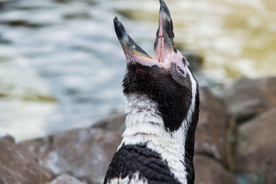 Close-up of bird