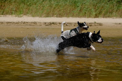 Dog running in a ball