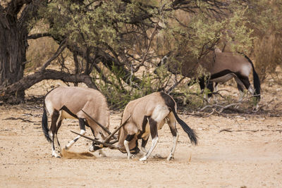 Side view of two horses on land