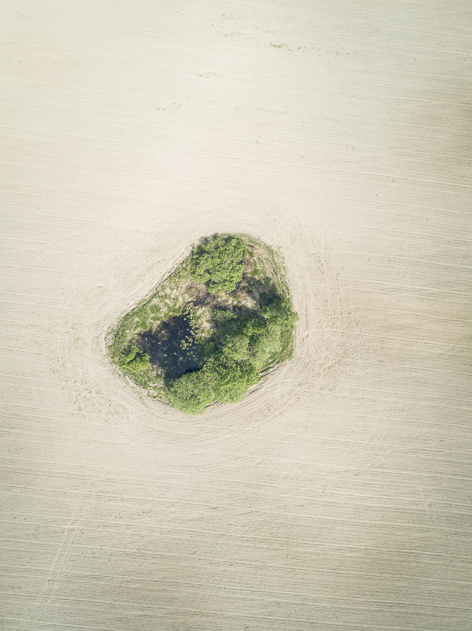 HIGH ANGLE VIEW OF PLANT GROWING ON TABLE AGAINST TREES