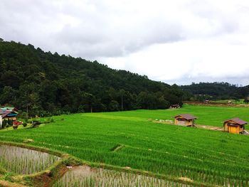 Scenic view of agricultural field against sky