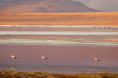 Pink flamingos at laguna colorada or the red lagoon in potosi, bolivia