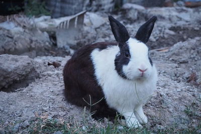 Close-up of a rabbit on field