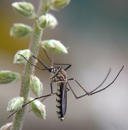 Close-up of insect on plant