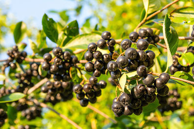 Close-up of berries growing on tree