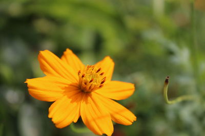 Close-up of yellow flower