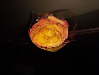 High angle view of orange rose on black background