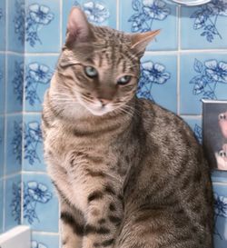 Close-up portrait of tabby cat looking away