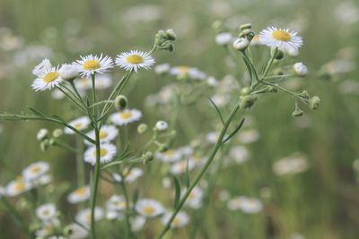 Close-up of flowering plant on field