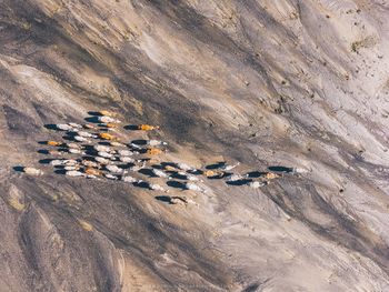 High angle view of birds on landscape