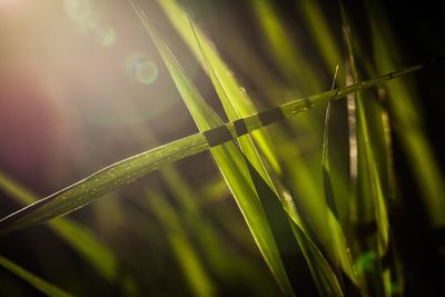 Close-up of wet grass