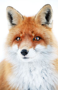 Close-up of red fox looking away