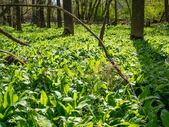 Plants growing on land in forest