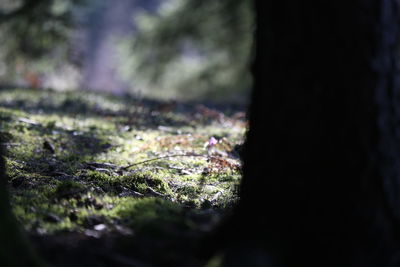 Close-up of tree