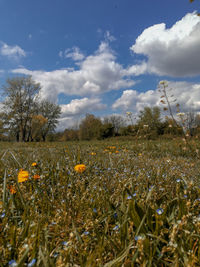 Surface level of grassy field against sky
