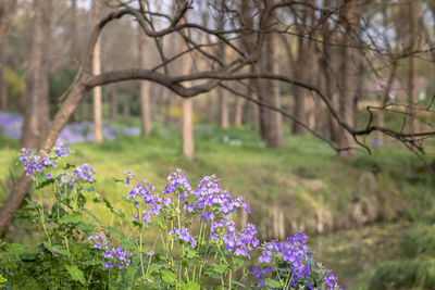 Close-up of purple flowering plants on field