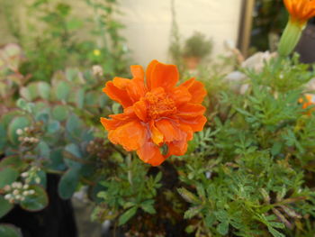 Close-up of fresh red flowers