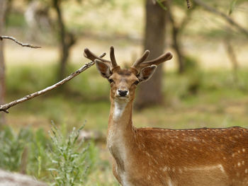 Portrait of deer