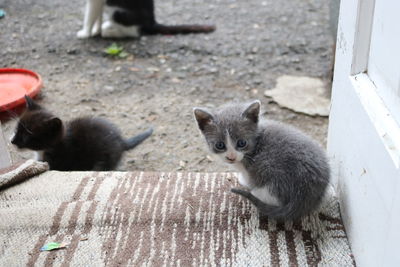 High angle view of cats kitten