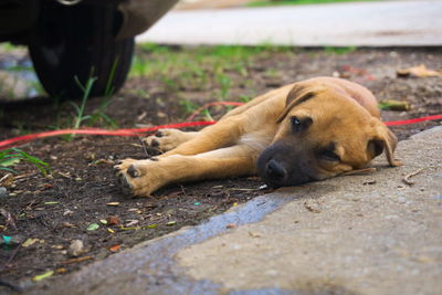 Close-up of dog lying on grass