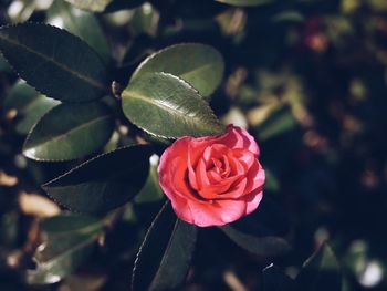 Close-up of red rose