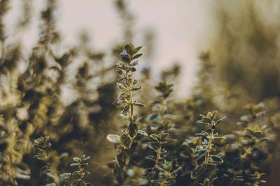 Close-up of flowering plants on field