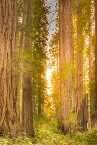 Pine trees in forest