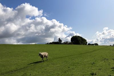 Sheep grazing in a field