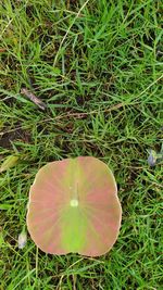 High angle view of leaf on field