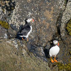 High angle view of puffins perching on rock
