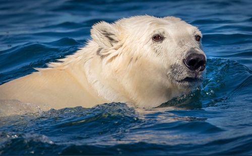 Polar bear swimming in the hudson bay