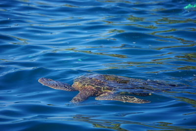 High angle view of turtle swimming in sea