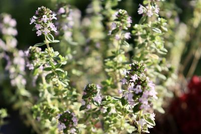 Close-up of purple flowering plant