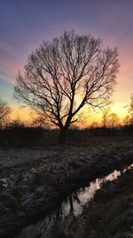 Bare trees on field at sunset