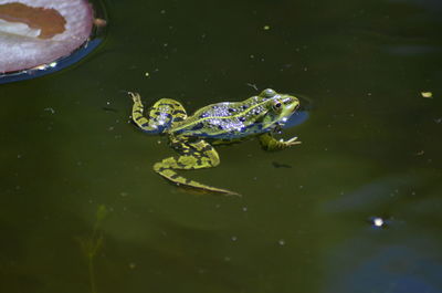 Frog is taking a bath