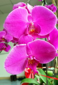 Close-up of pink flower