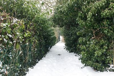 Snow covered plants and trees during winter