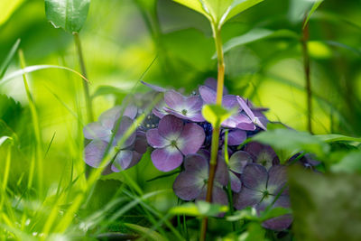 Close-up of purple flowering plant